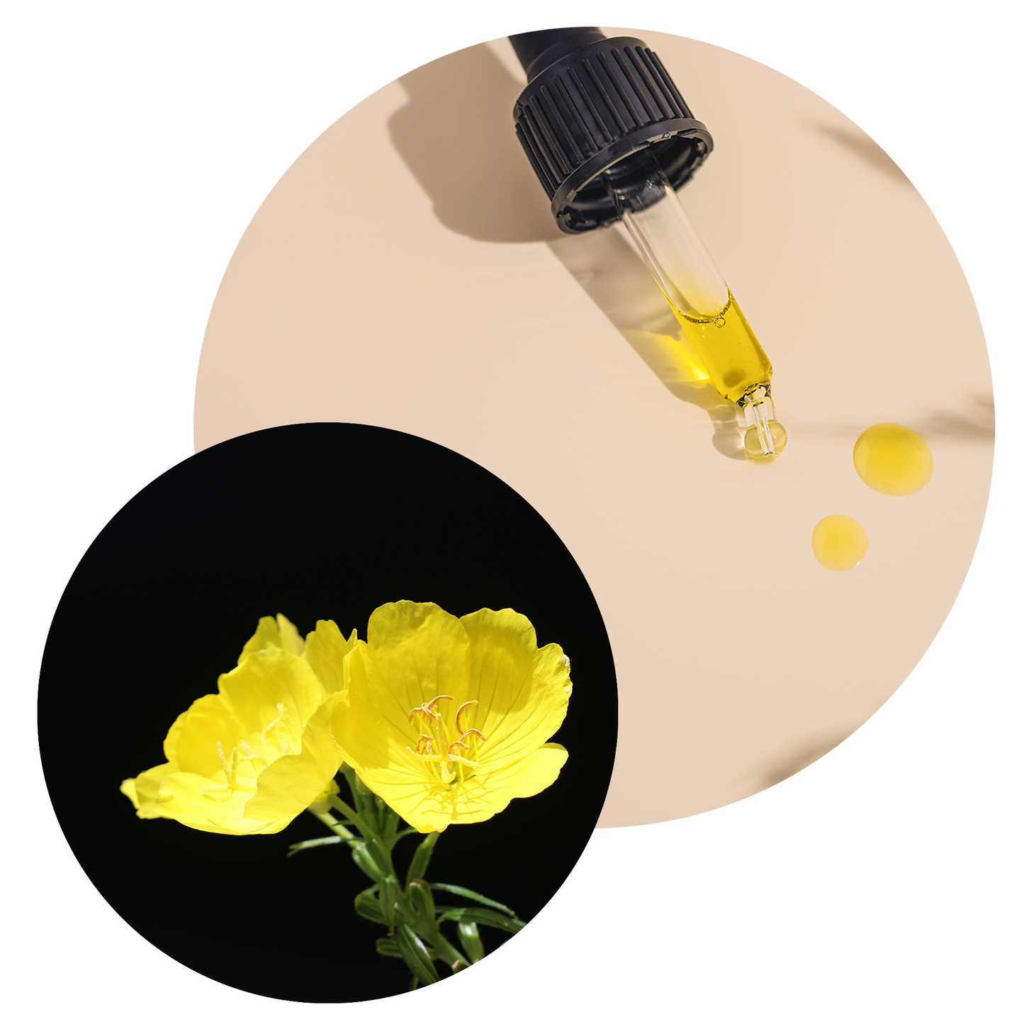 Evening Primrose Carrier Oil